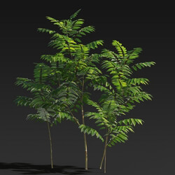 Maxtree-Plants Vol27 Toona sinensis 01 03 