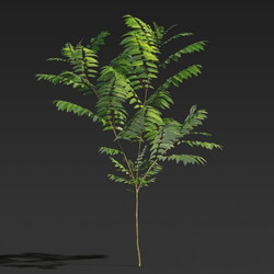 Maxtree-Plants Vol27 Toona sinensis 01 04 