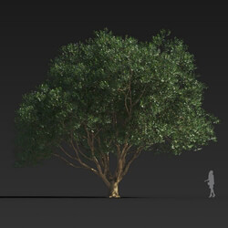 Maxtree-Plants Vol30 Ligustrum lucidum 01 03 