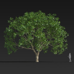 Maxtree-Plants Vol30 Sapindus mukurossi 01 04 
