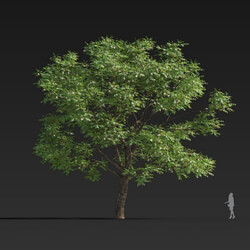 Maxtree-Plants Vol30 Toona sinensis 01 03 