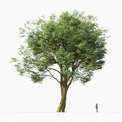 Maxtree-Plants Vol32 Acer pseudoplatanus 02 05 