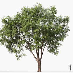 Maxtree-Plants Vol32 American elm 01 03 
