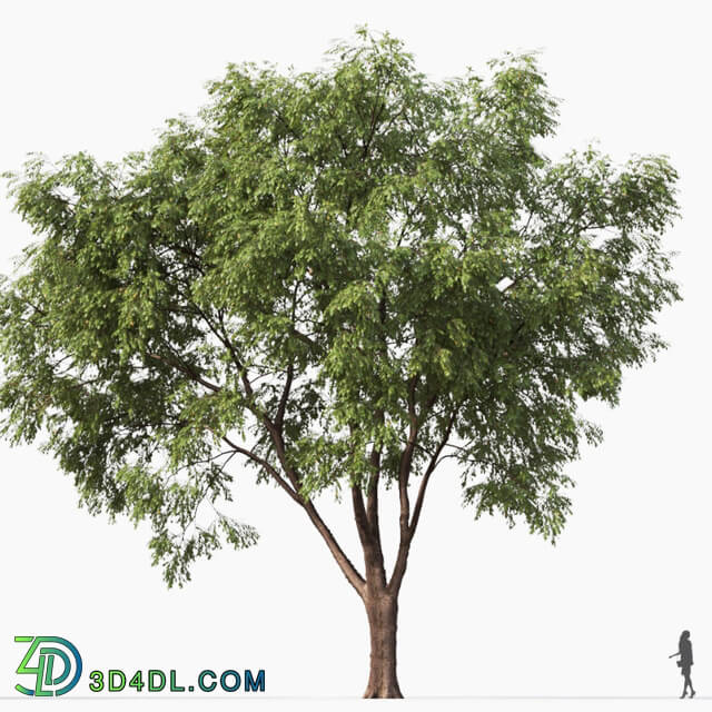 Maxtree-Plants Vol32 American elm 01 03