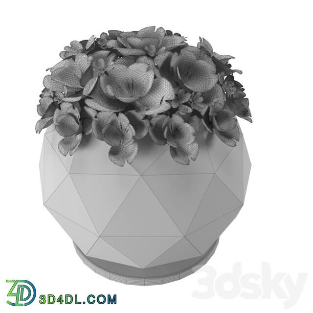 Decorative set - white flowers and vases