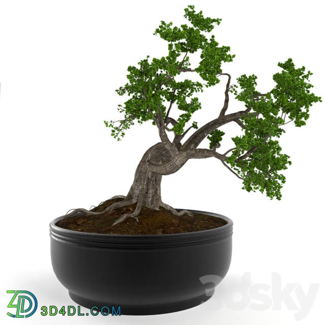Indoor - Bonsai decorative tree V 01