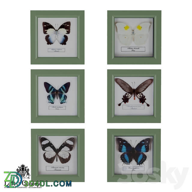 Frame - Butterflies in the frame _Loft concept_