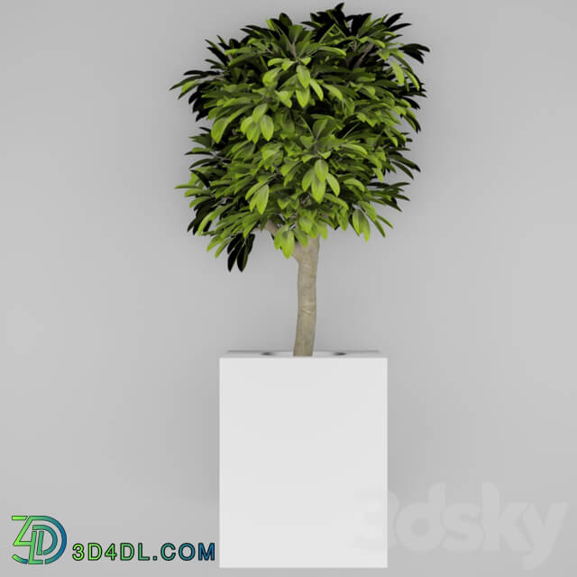 Indoor - indoor tree