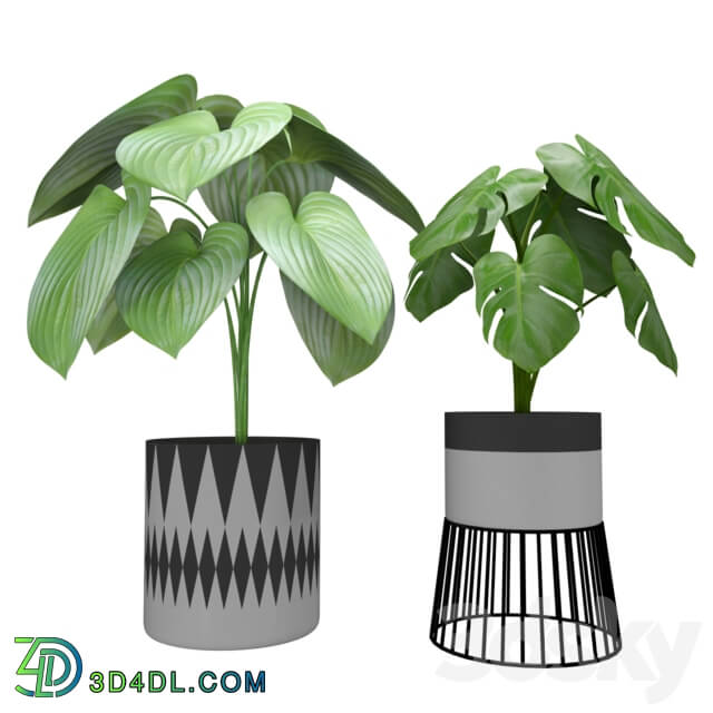 Indoor - Plants for decor 5