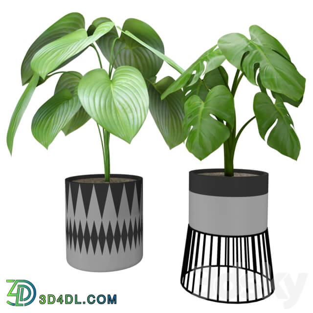 Indoor - Plants for decor 5