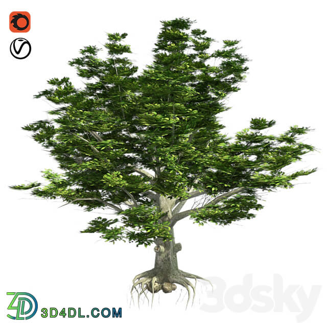 Tree - American Beech Tree - Low Poly