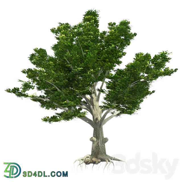 Tree - American Beech Tree - Low Poly