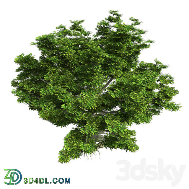 Tree - American Beech Tree - Low Poly