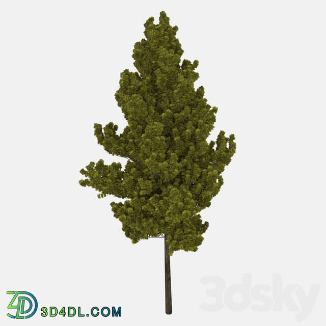 Tree - Realistic Trees