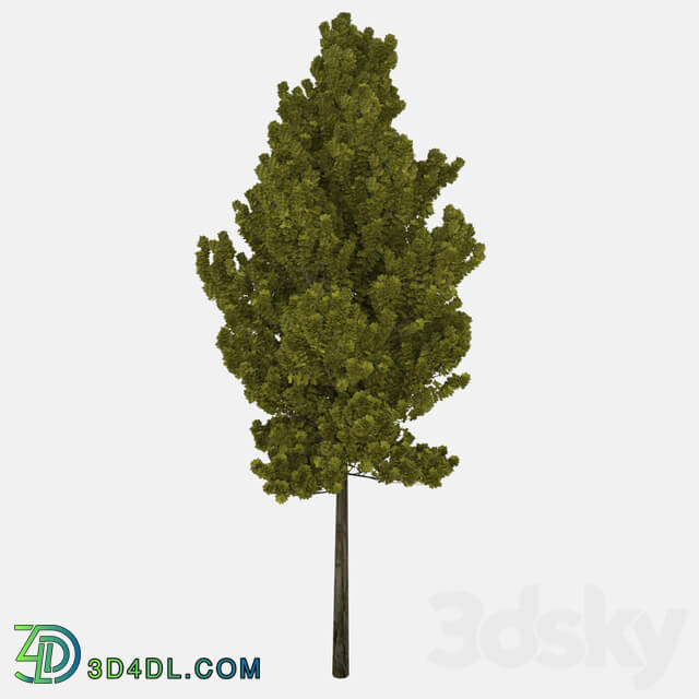 Tree - Realistic Trees