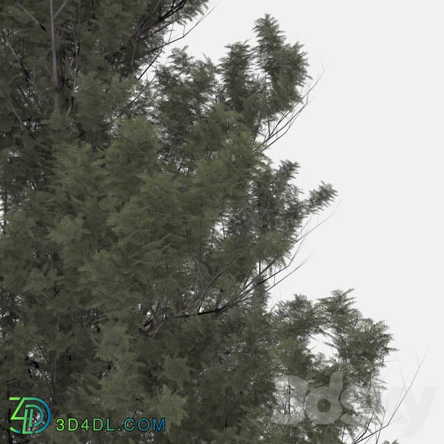 Tree - Realistic tree