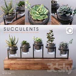 Plant - Succulents_set 