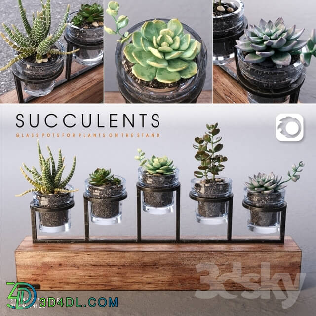 Plant - Succulents_set