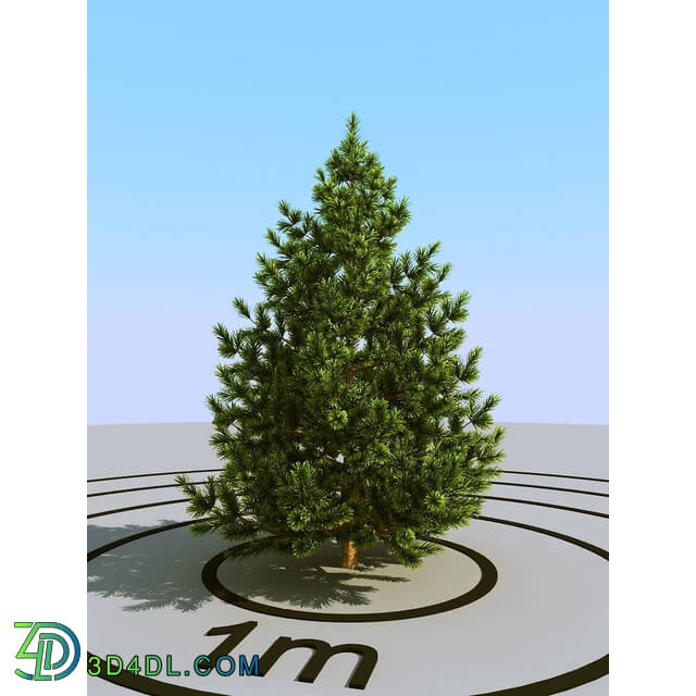 3dMentor HQPlants-02 (039) pine small 2