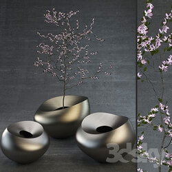 Plant - Decorative Vases 