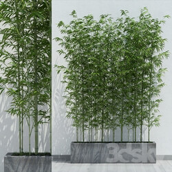 Plant - Bamboo 2 
