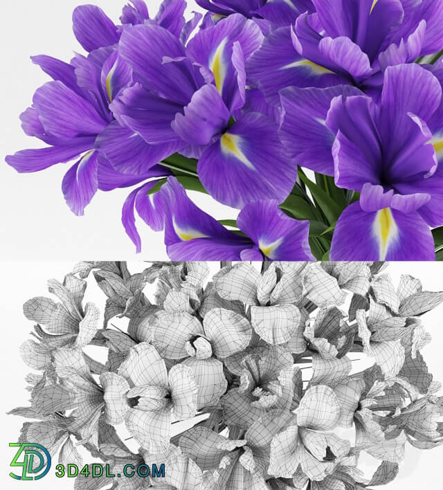 Plant - Irises 1