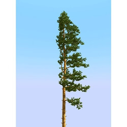 3dMentor HQPlants-02 (057) pine 2 