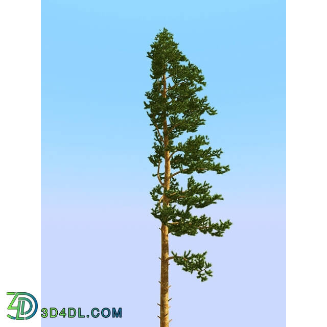 3dMentor HQPlants-02 (057) pine 2