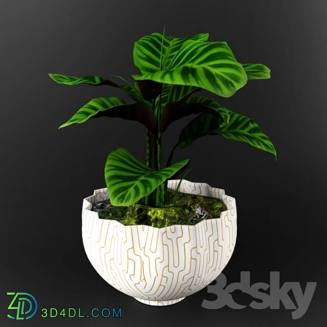 Plant - Calathea zebrina