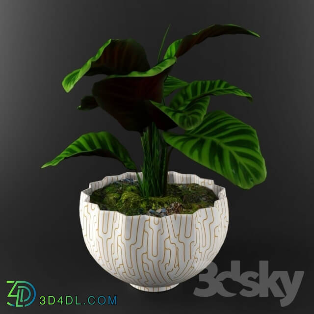 Plant - Calathea zebrina