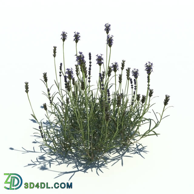 ArchModels Vol126 (020) Lavandula v2