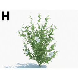 Maxtree-Plants Vol03 Romneya coulteri 03 H 