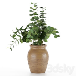 Bouquet - Eucalyptus branches in a wooden vase 