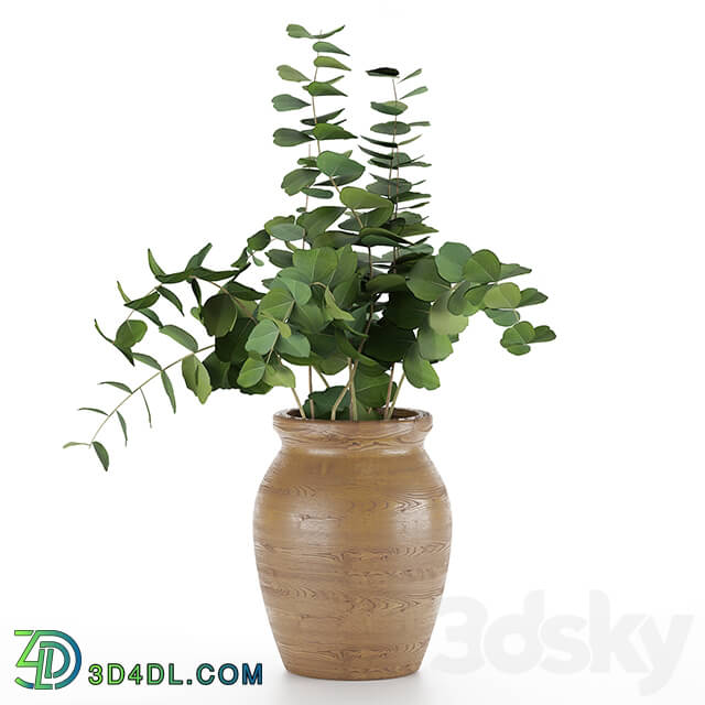 Bouquet - Eucalyptus branches in a wooden vase