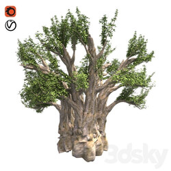 Tree - African Baobab Tree 
