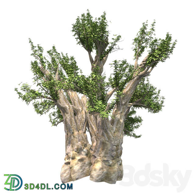 Tree - African Baobab Tree