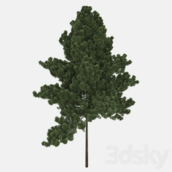 Tree - Realistic tree 