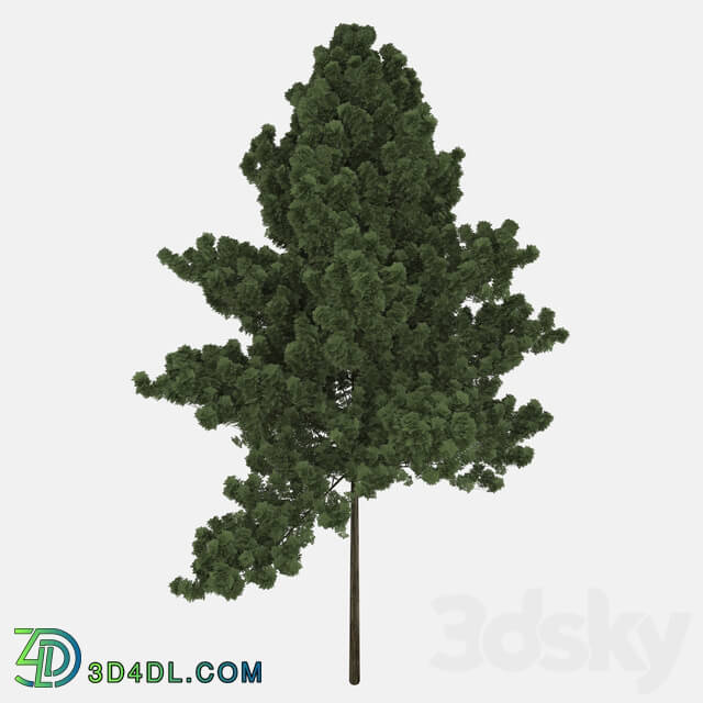 Tree - Realistic tree