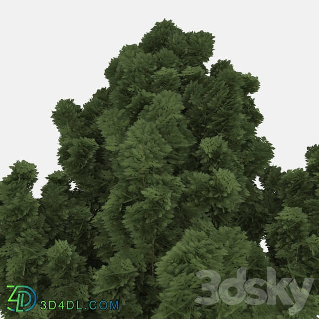 Tree - Realistic tree