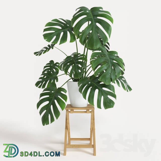 Plant - Monstera