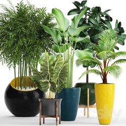 Plant - A collection of plants in pots. 63 