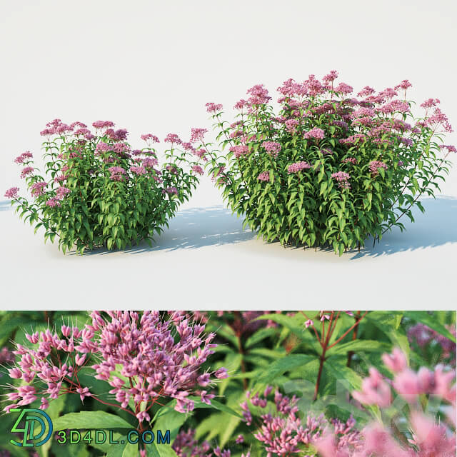 Plant - Eupatorium purpureum