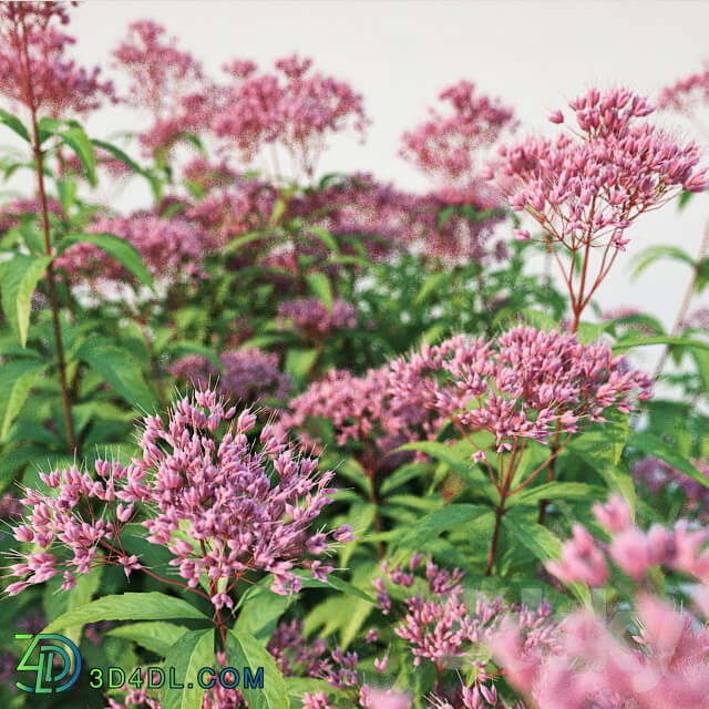 Plant - Eupatorium purpureum