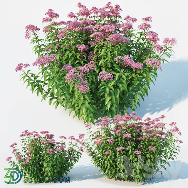 Plant - Eupatorium purpureum