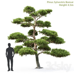 Tree - Pine Bonsai _ 1 _4.5m_ 