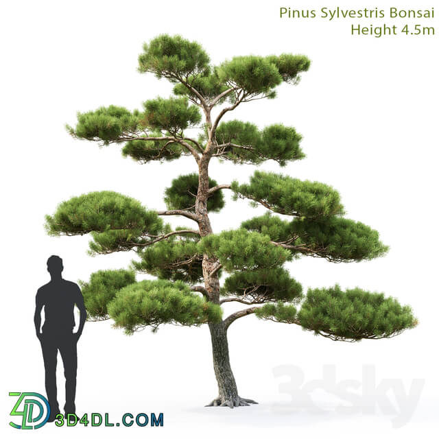 Tree - Pine Bonsai _ 1 _4.5m_