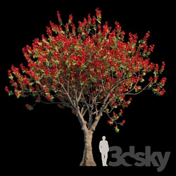 Tree - Delonix Regia _ Flamboyant 