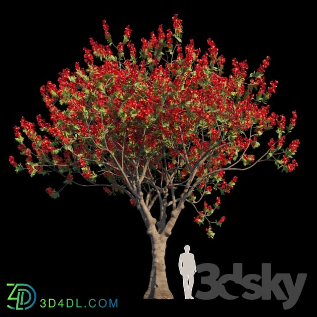 Tree - Delonix Regia _ Flamboyant