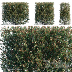 Bush - Ilex Crenata_hedge 