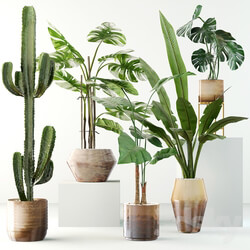 Indoor - Plants collection 04 